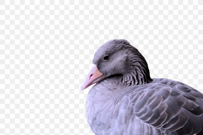 Feather, PNG, 2448x1632px, Bird, Beak, Duck, Ducks Geese And Swans, Feather Download Free