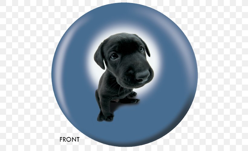 Labrador Retriever Puppy Internet Forum Blog Guestbook, PNG, 500x500px, Labrador Retriever, Animaatio, Animal, Blog, Carnivoran Download Free