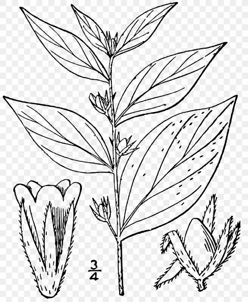 Lithospermum Latifolium Borage Plant Genus, PNG, 842x1024px, Lithospermum, Black And White, Borage, Borages, Branch Download Free