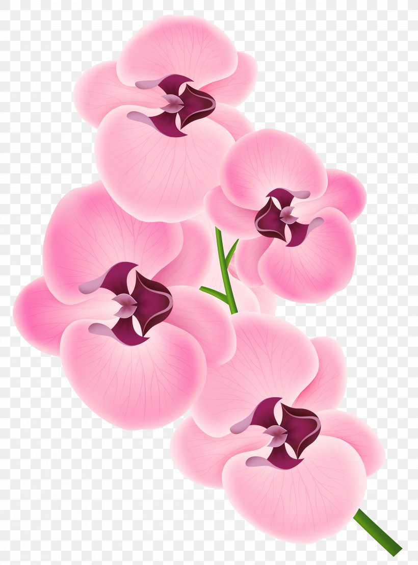 Orchids Clip Art, PNG, 4123x5574px, Orchids, Boat Orchid, Color, Cut Flowers, Floral Design Download Free
