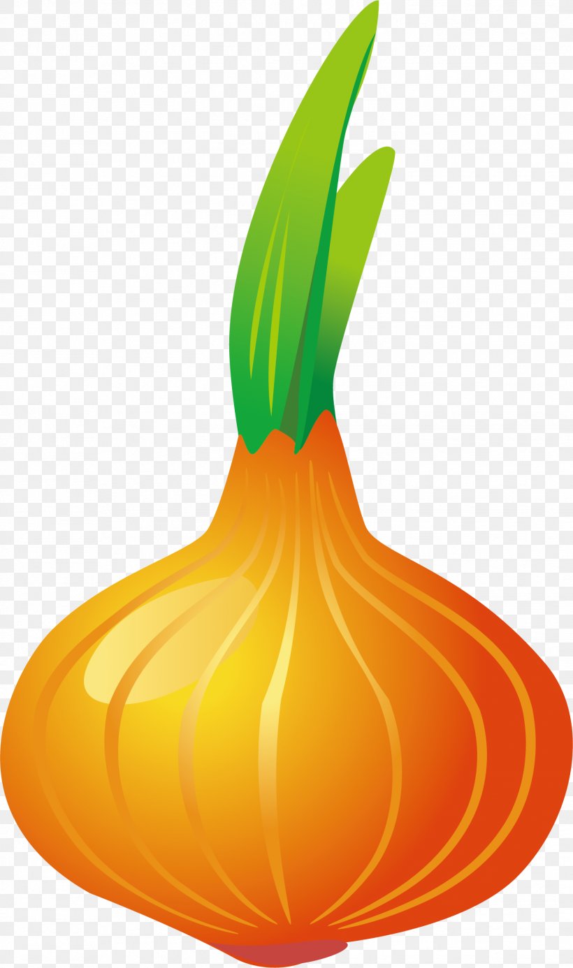 Pumpkin Calabaza Vegetable Onion Garlic, PNG, 1447x2446px, Pumpkin, Calabaza, Cucurbita, Drawing, Food Download Free
