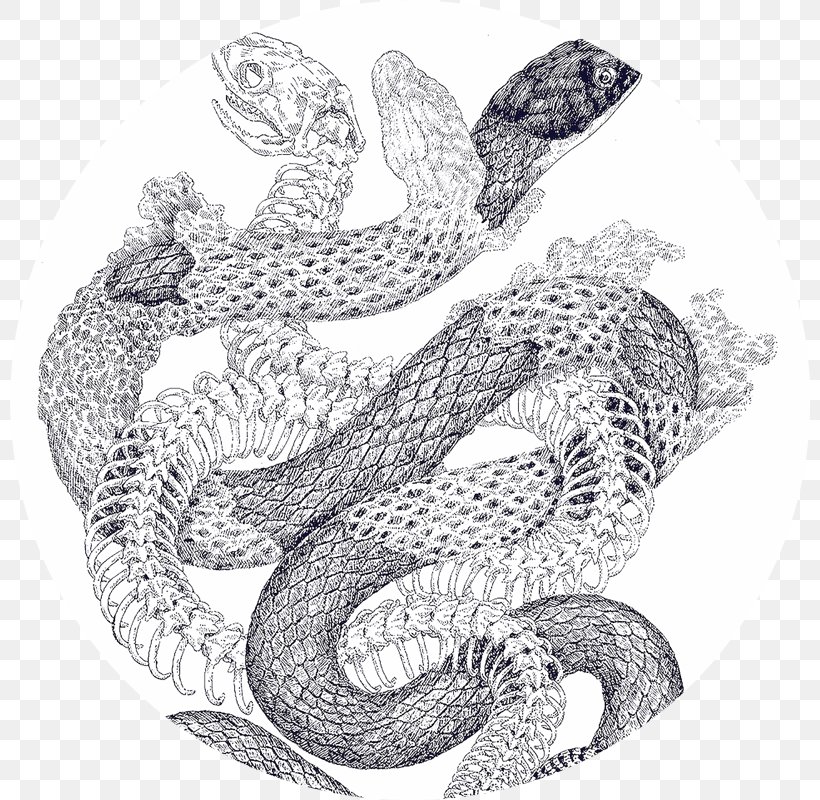 Snake Drawing Southern Black Racer Graphic Design, PNG, 800x800px, Snake, Art, Biological Illustration, Black And White, Black Rat Snake Download Free