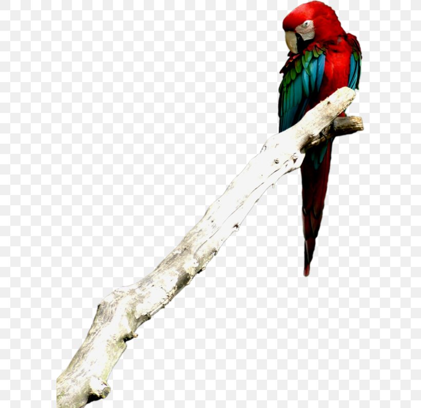 Budgerigar True Parrot Macaw, PNG, 600x795px, Budgerigar, Animal, Beak, Bird, Common Pet Parakeet Download Free
