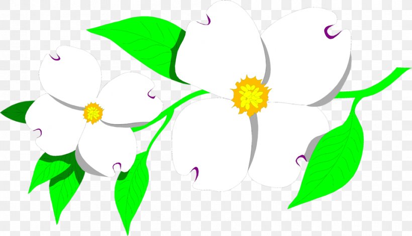 Flowering Dogwood Cornus Nuttallii Clip Art, PNG, 958x550px, Flowering Dogwood, Blog, Cornus Nuttallii, Dogwood, Drawing Download Free