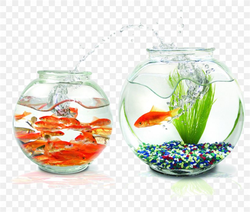 Goldfish Praneetha Fish Aquariums Wallpaper, PNG, 900x764px, Goldfish, Aquarium, Display Resolution, Fish, Fishkeeping Download Free