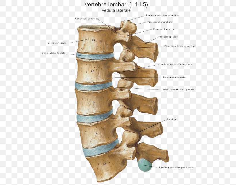 Intervertebral Disc Vertebral Column Sacroiliac Joint, PNG, 559x643px, Intervertebral Disc, Anatomy, Atlantooccipital Joint, Atlas, Facet Joint Download Free