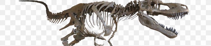Velociraptor Tyrannosaurus Albertosaurus Late Cretaceous Daspletosaurus, PNG, 3600x800px, Velociraptor, Albertosaurus, Animal Figure, Beak, Carnivora Download Free