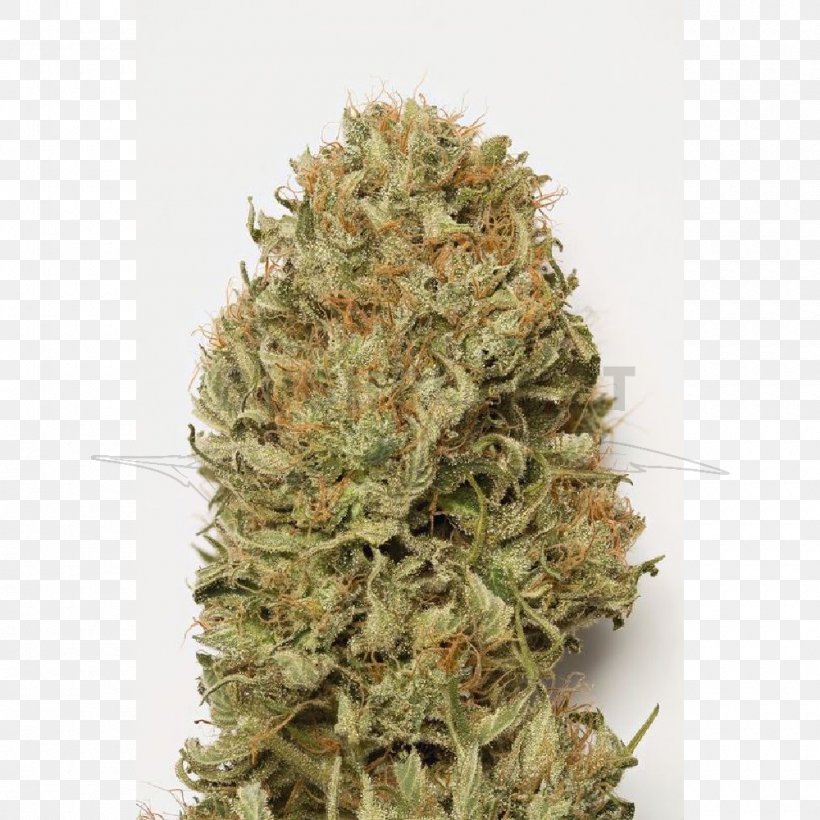 Autoflowering Cannabis Dream Seed Cannabis Ruderalis Cannabis Sativa, PNG, 1000x1000px, Autoflowering Cannabis, Blue, Cannabis, Cannabis Ruderalis, Cannabis Sativa Download Free