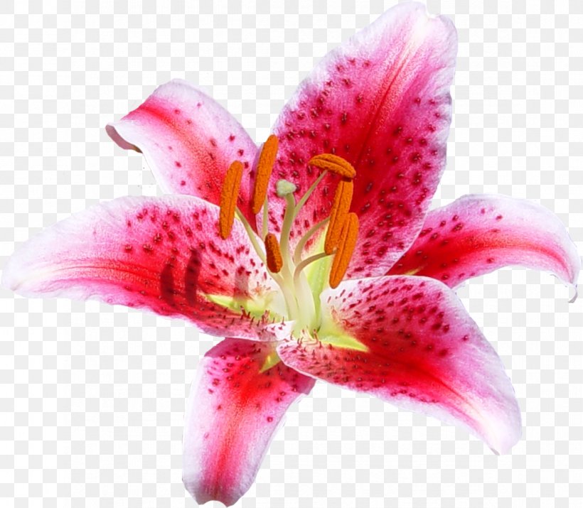 Cut Flowers Lily Coral Floral Design, PNG, 1172x1023px, Flower, Advertising, Apple Blossom, Close Up, Cut Flowers Download Free