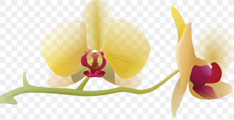 Flower Moth Orchids Clip Art, PNG, 1600x825px, Flower, Cattleya Orchids, Family, Flowering Plant, Hummingbird Download Free