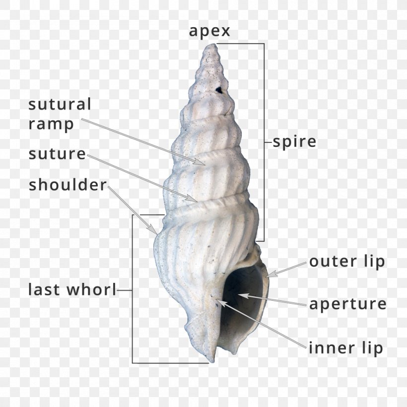 Organism Diagram Angle, PNG, 1000x1000px, Organism, Diagram, Joint Download Free