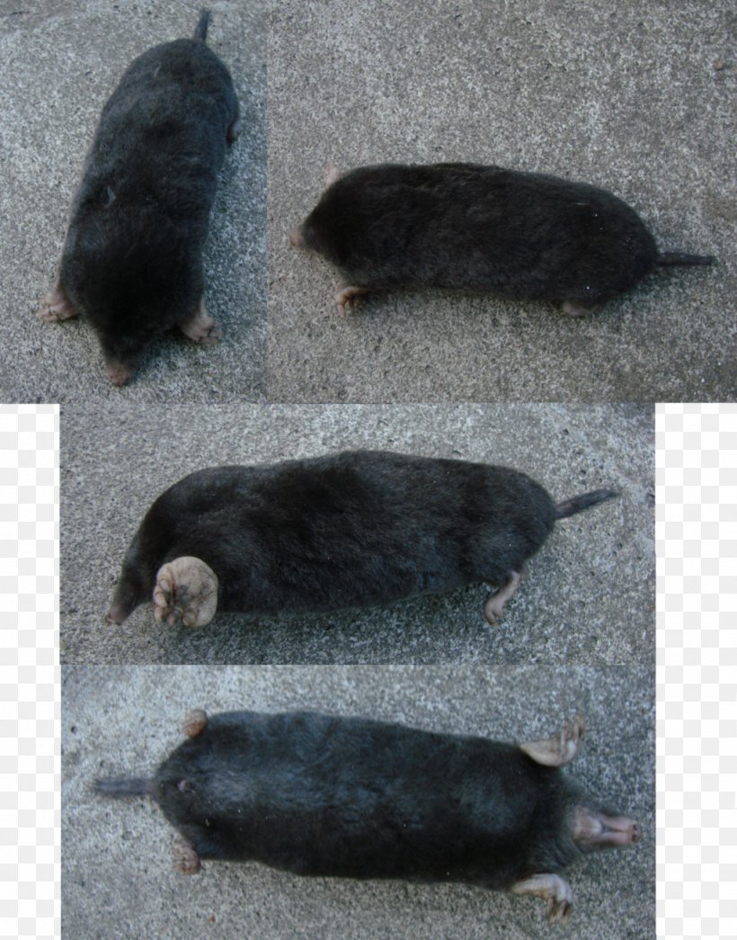 Pig Peccary Snout Fauna, PNG, 1024x1305px, Pig, Fauna, Mammal, Peccary, Pig Like Mammal Download Free