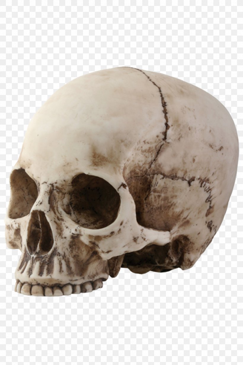 Skull Skeleton, PNG, 900x1350px, Skull, Bone, Head, Human Skull, Image File Formats Download Free