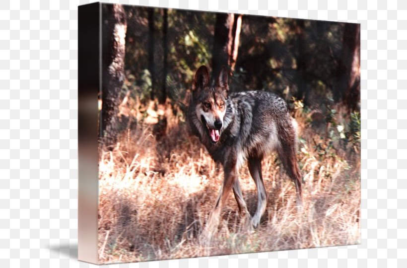 Coyote Gray Wolf Red Wolf Jackal Snout, PNG, 650x539px, Coyote, Dog Like Mammal, Fauna, Gray Wolf, Jackal Download Free