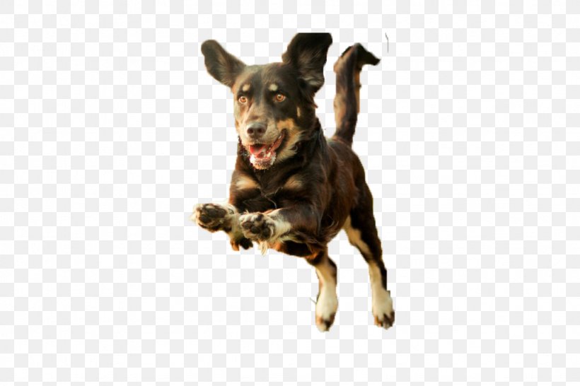 Dog Puppy Runs, PNG, 1024x683px, Dog, Allegro, Android, Carnivoran, Dog Breed Download Free