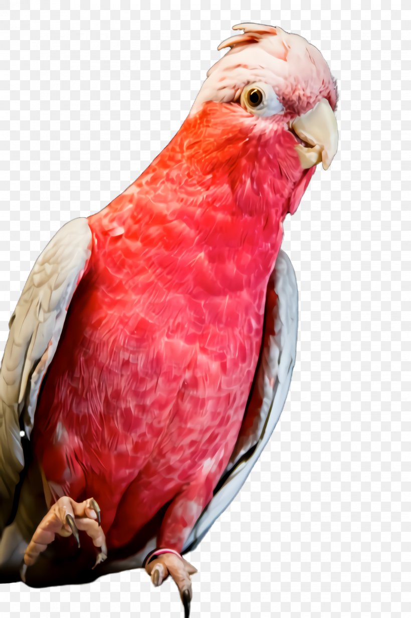 Feather, PNG, 1632x2452px, Bird, Beak, Closeup, Feather, Parakeet Download Free