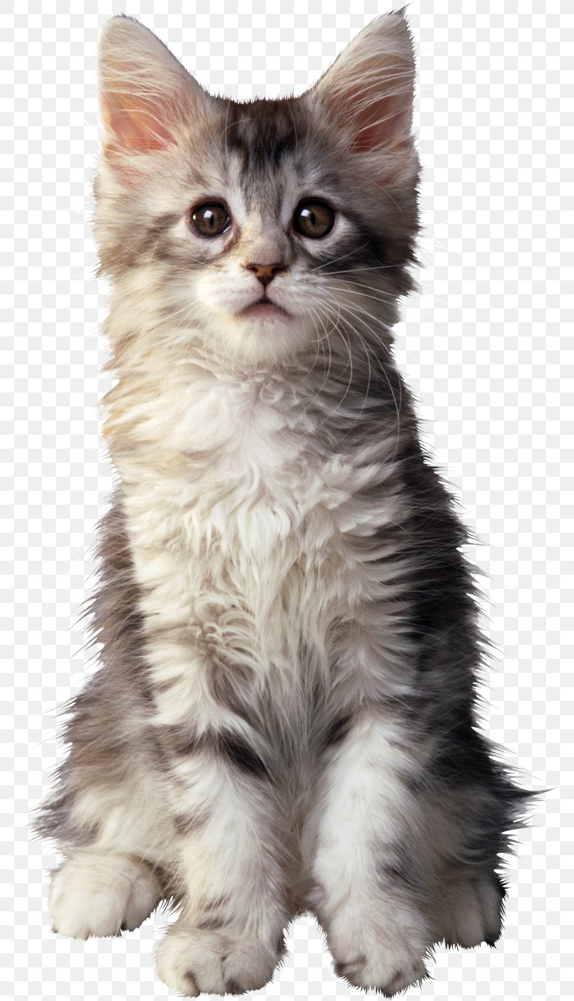 Kitten Siberian Cat Siamese Cat Pixie-bob, PNG, 800x1428px, Kitten, American Wirehair, Animal, Asian Semi Longhair, British Semi Longhair Download Free