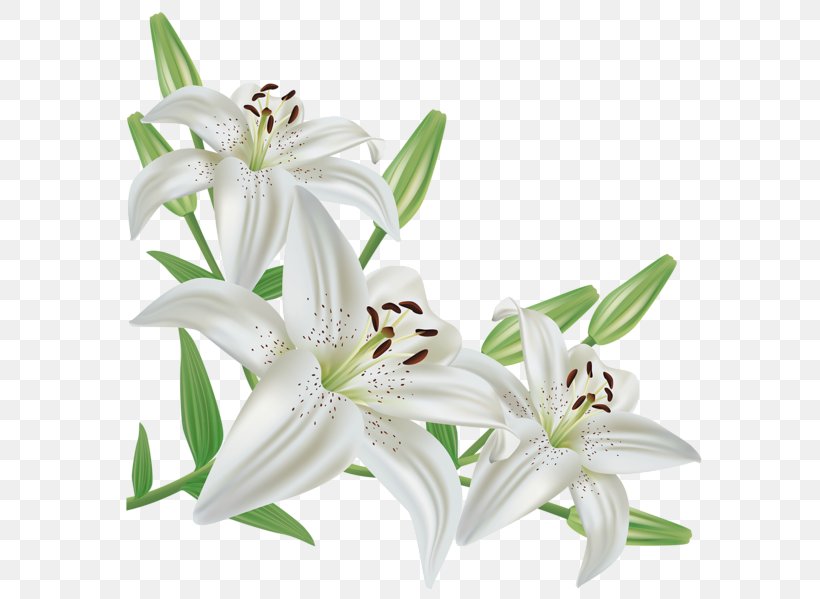 Lilium Candidum Easter Lily Flower Clip Art, PNG, 600x599px, Lilium Candidum, Arumlily, Color, Cut Flowers, Easter Lily Download Free