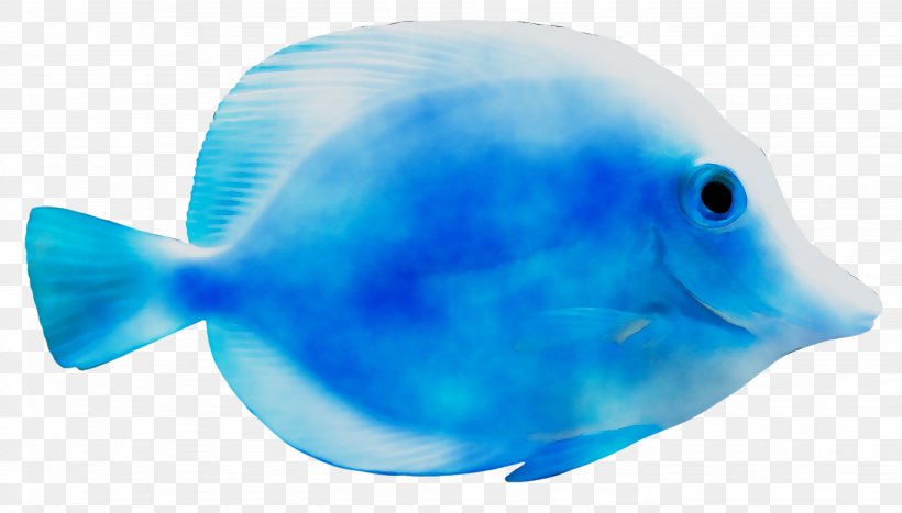 Marine Biology Marine Mammal Water Plastic, PNG, 2868x1634px, Marine Biology, Biology, Blue, Bonyfish, Cobalt Blue Download Free