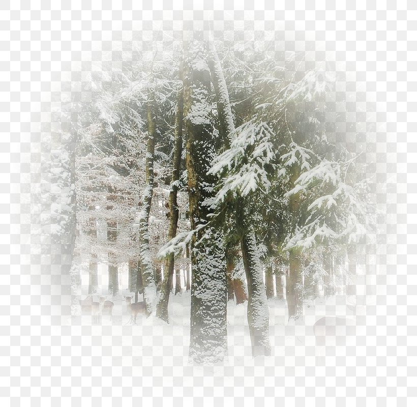 Image Season Winter Blizzard, PNG, 800x800px, 2018, Season, Blizzard, Branch, Conifer Download Free