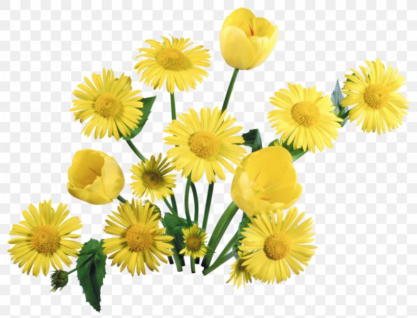 Tulip Flower Bouquet Desktop Wallpaper 1080p, PNG, 1024x781px, Tulip, Annual Plant, Calendula, Chamaemelum Nobile, Chrysanths Download Free