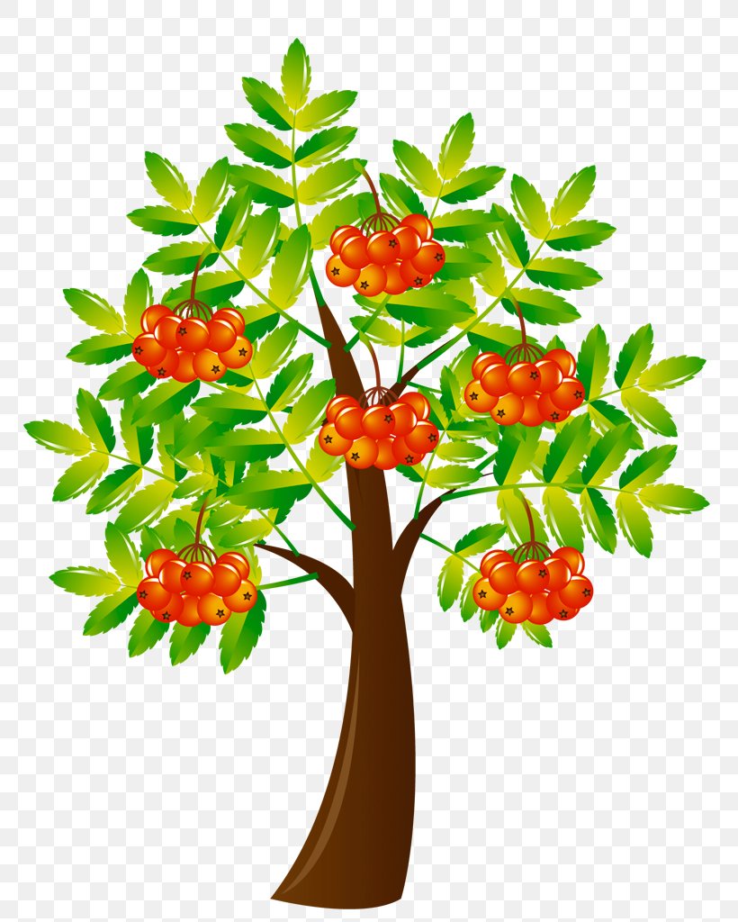 Vector Graphics Clip Art Royalty-free Illustration, PNG, 768x1024px, Royaltyfree, Berry, Botany, Branch, Drawing Download Free