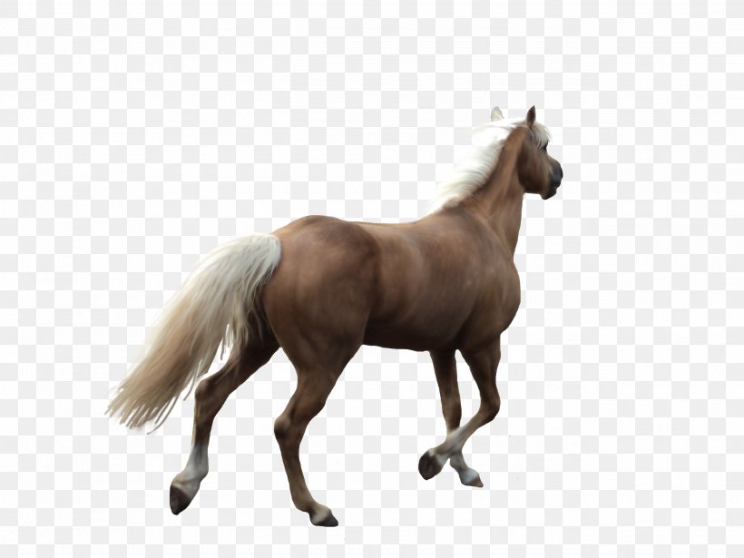 Andalusian Horse Mane Cutting Back, PNG, 2592x1944px, Andalusian Horse, Back, Colt, Cutting, Drawing Download Free