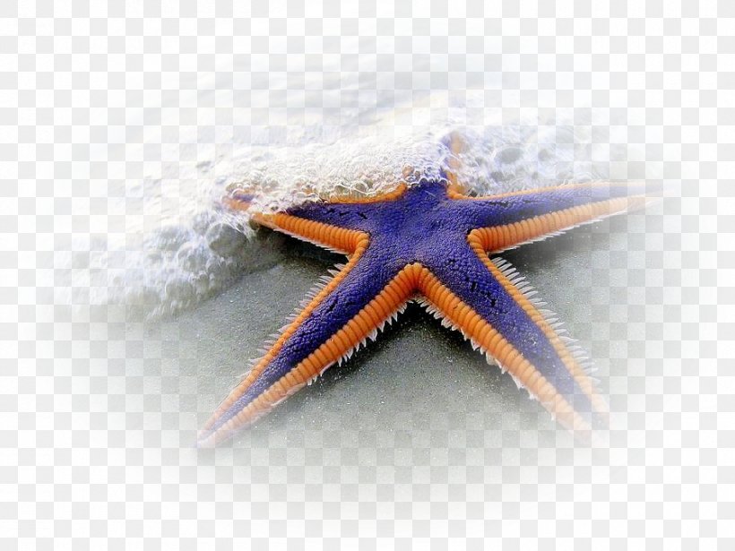 Echinoderm Starfish Hagfish Brittle Star Sand Dollar, PNG, 900x675px, Echinoderm, Animal, Annelid, Basket Star, Brittle Star Download Free