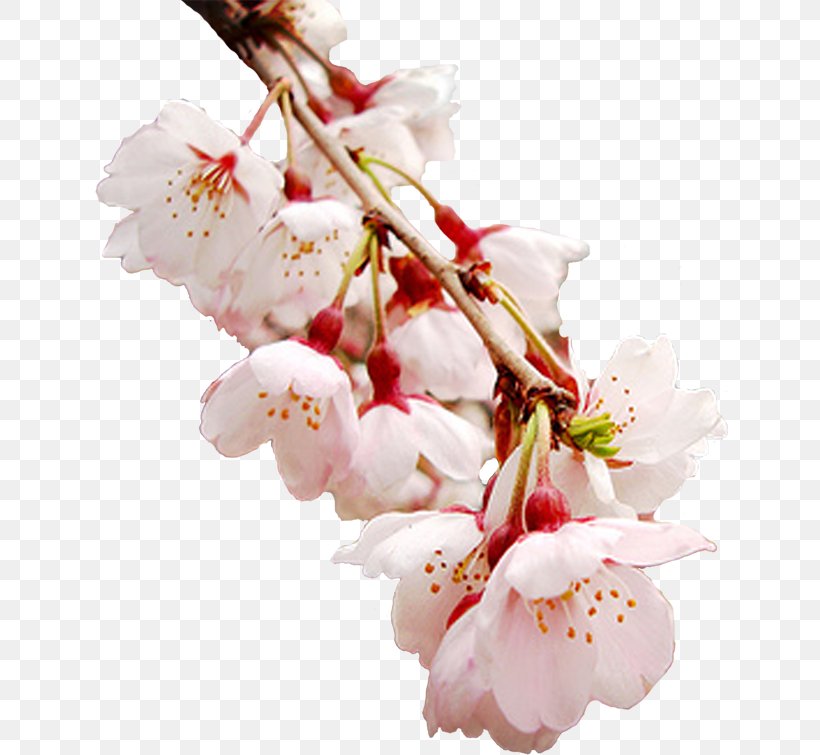 Igor Sikorsky Kyiv Polytechnic Institute Weather Winter Rain Spring, PNG, 636x755px, Weather, Blossom, Branch, Cherry Blossom, Cut Flowers Download Free