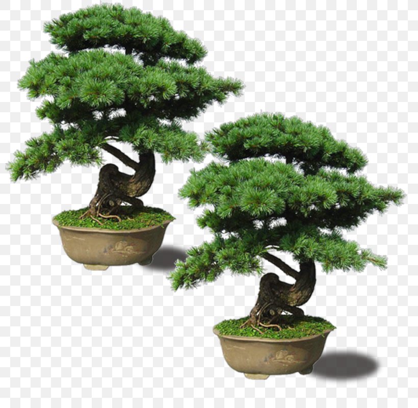 Japanese Maple Pinus Thunbergii Plant Bonsai, PNG, 800x800px, Japan, Begonia, Bonsai, Flowerpot, Garden Download Free