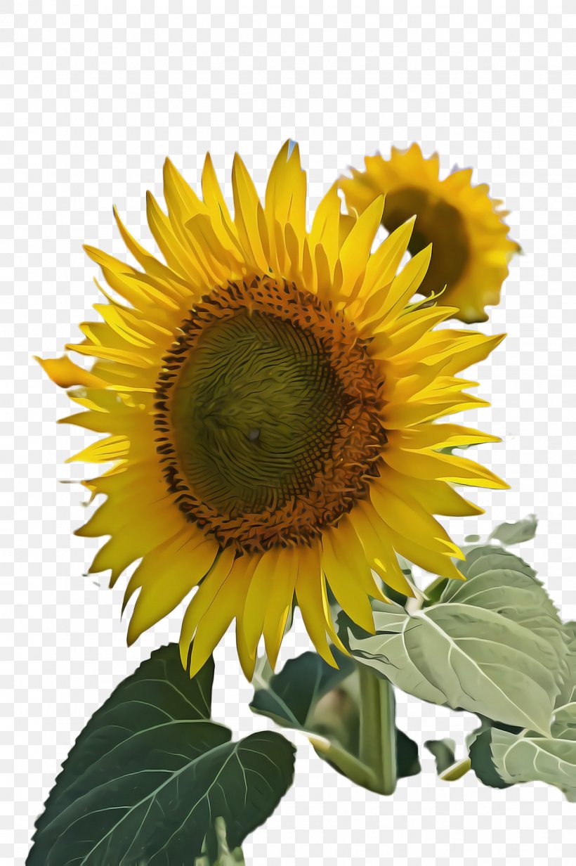 Oil Background, PNG, 1632x2452px, Sunflower, Annual Plant, Asterales, Bloom, Common Sunflower Download Free