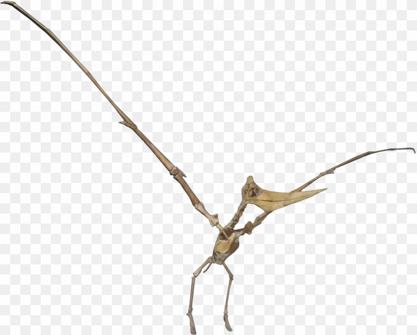 Pteranodon ARK: Survival Evolved Niobrara Formation Geosternbergia Dinosaur, PNG, 1343x1080px, Pteranodon, Ark Survival Evolved, Branch, Dinosaur, Female Download Free