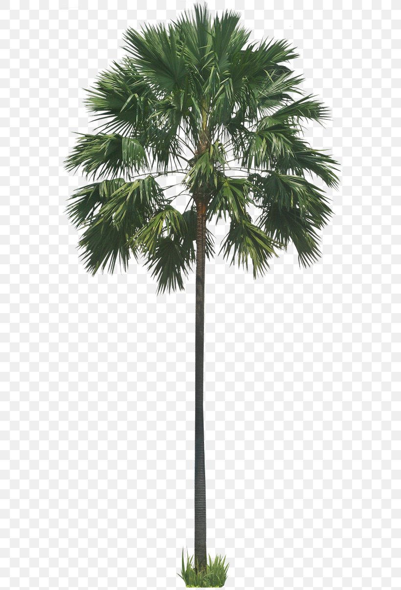 Stone Pine Saribus Rotundifolius Arecaceae Tree, PNG, 574x1206px, Stone Pine, Areca Nut, Arecaceae, Arecales, Attalea Speciosa Download Free