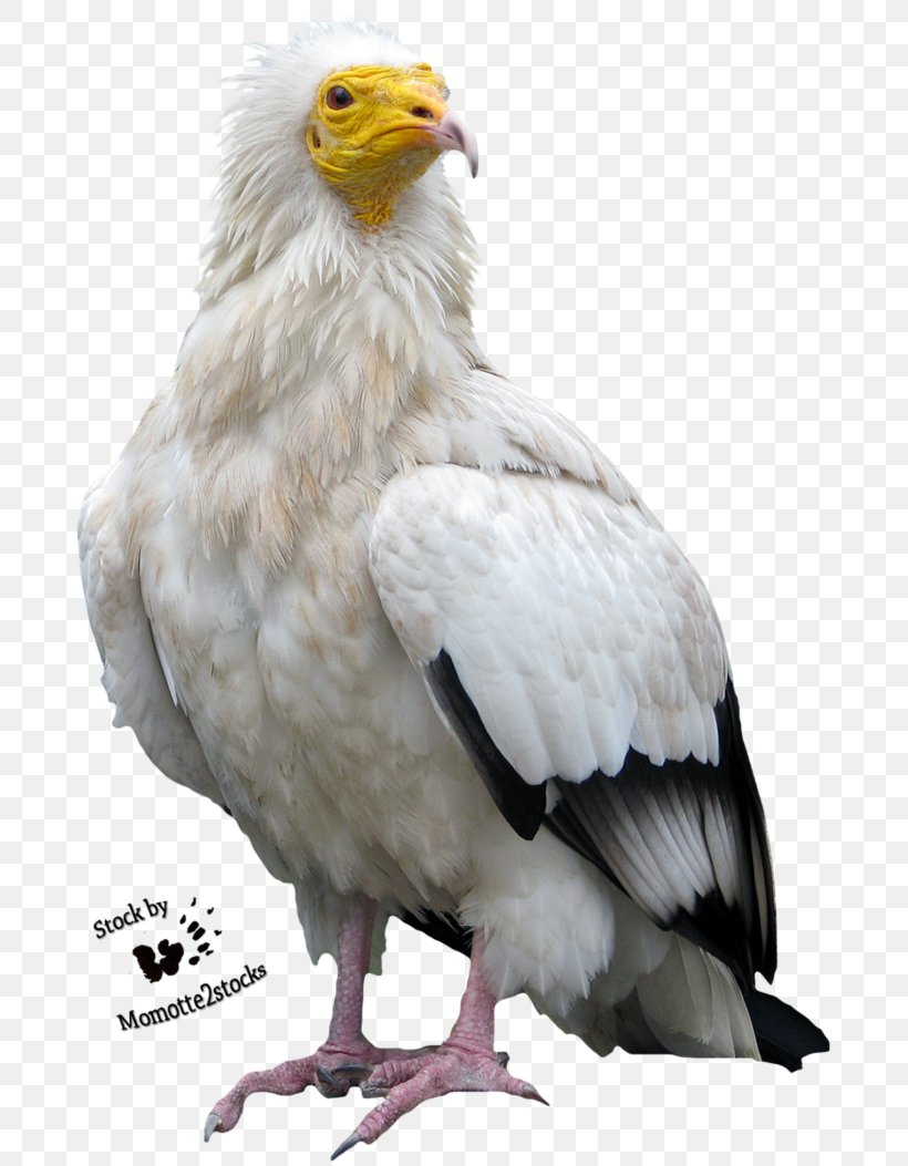 Bird Egyptian Vulture Turkey Vulture Eagle, PNG, 758x1053px, Bird, Accipitriformes, Animal, Art, Bald Eagle Download Free