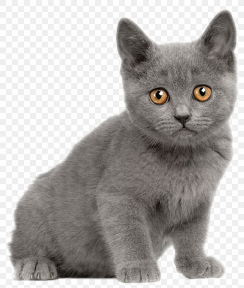 British Shorthair Suphalak Dog Cat Breed, PNG, 2595x3071px, British Shorthair, American Wirehair, Animal, Asian, Black And White Download Free