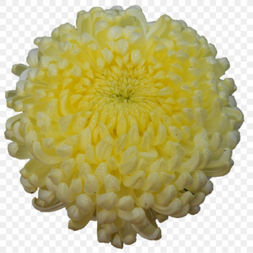 Chrysanthemum Cut Flowers Dahlia Petal, PNG, 966x968px, Chrysanthemum, Chrysanths, Cut Flowers, Dahlia, Daisy Family Download Free