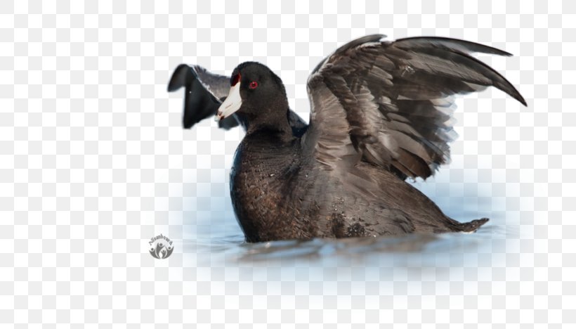 Duck Goose Feather Beak Wildlife, PNG, 800x468px, Duck, Beak, Bird, Ducks Geese And Swans, Fauna Download Free