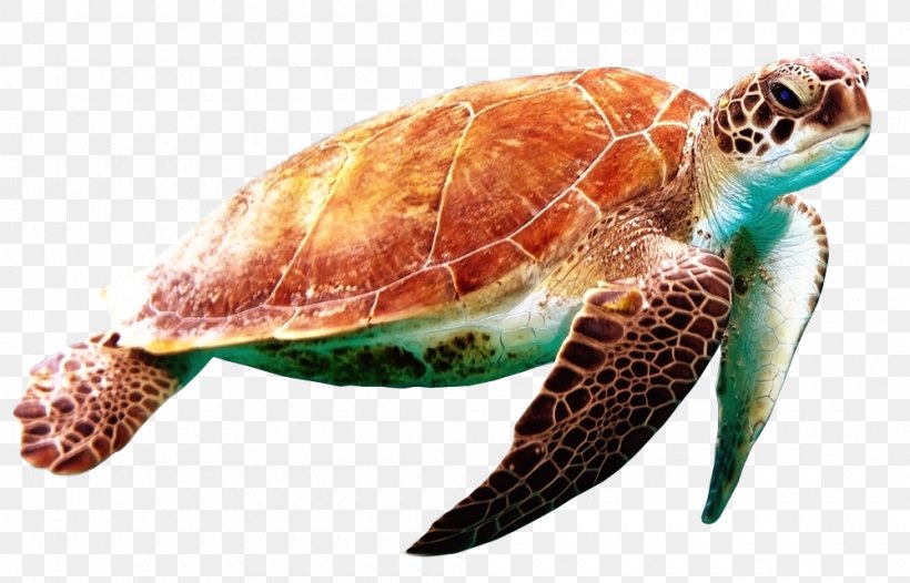 Green Sea Turtle World Turtle Day, PNG, 1000x642px, Turtle, Animal, Coast, Green Sea Turtle, Homo Sapiens Download Free