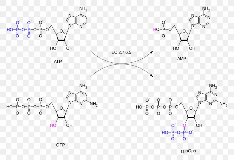 Guanosine Triphosphate Adenosine Triphosphate GTP Diphosphokinase Guanosine Diphosphate, PNG, 1280x874px, Guanosine Triphosphate, Adenosine Triphosphate, Area, Body Jewelry, Catalysis Download Free