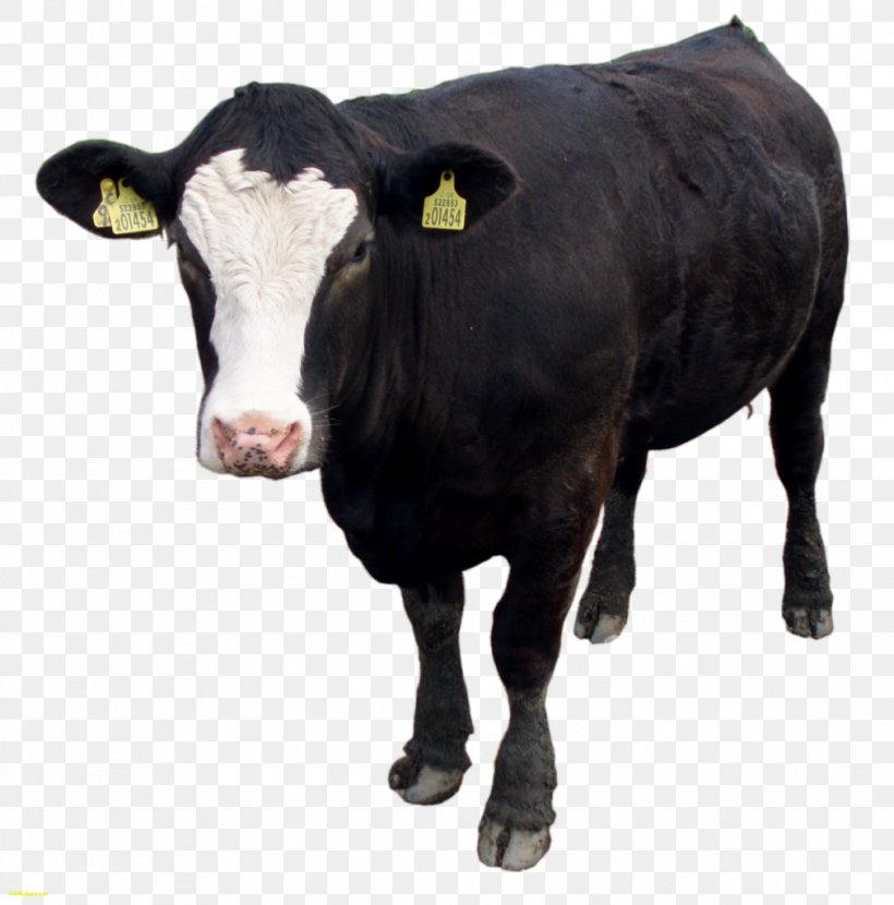 Holstein Friesian Cattle Welsh Black Cattle Calf Bull, PNG, 1011x1024px, Holstein Friesian Cattle, Bull, Calf, Cattle, Cattle Like Mammal Download Free