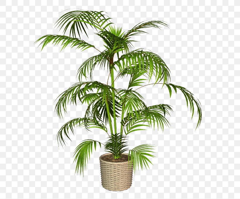Babassu Asian Palmyra Palm Palm Trees Coconut Flowerpot, PNG, 600x681px, Babassu, African Oil Palm, Arecales, Asian Palmyra Palm, Botany Download Free