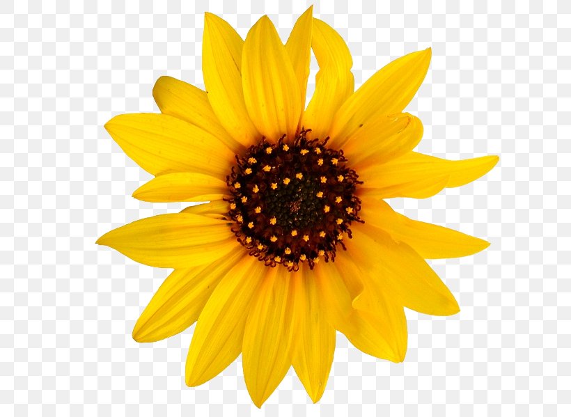Common Sunflower Clip Art Image Vector Graphics, PNG, 614x599px, Common Sunflower, Cut Flowers, Daisy Family, Flower, Flowering Plant Download Free