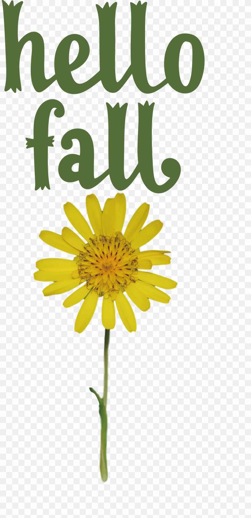 Hello Fall Fall Autumn, PNG, 1455x2999px, Hello Fall, Autumn, Biology, Chrysanthemum, Cut Flowers Download Free
