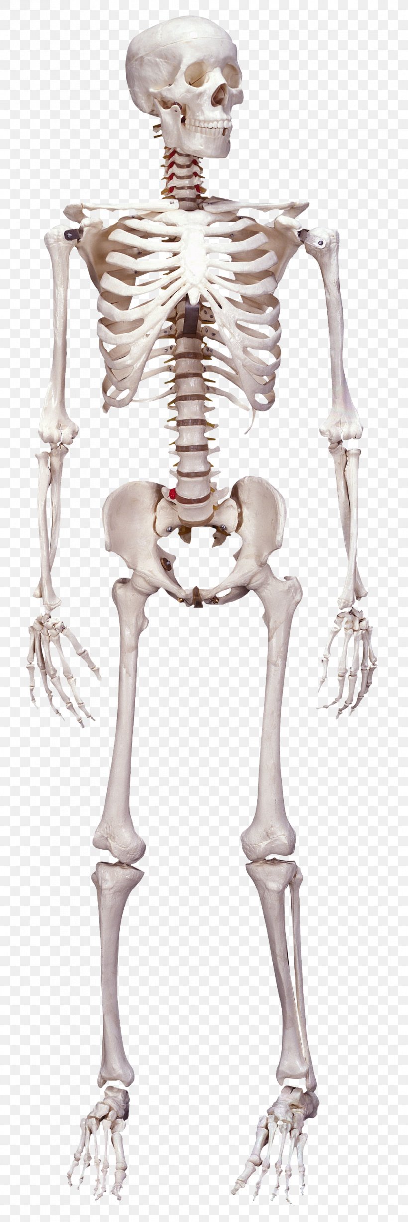 Human Skeleton Human Body Bone Anatomy, PNG, 1007x3016px, Watercolor, Cartoon, Flower, Frame, Heart Download Free