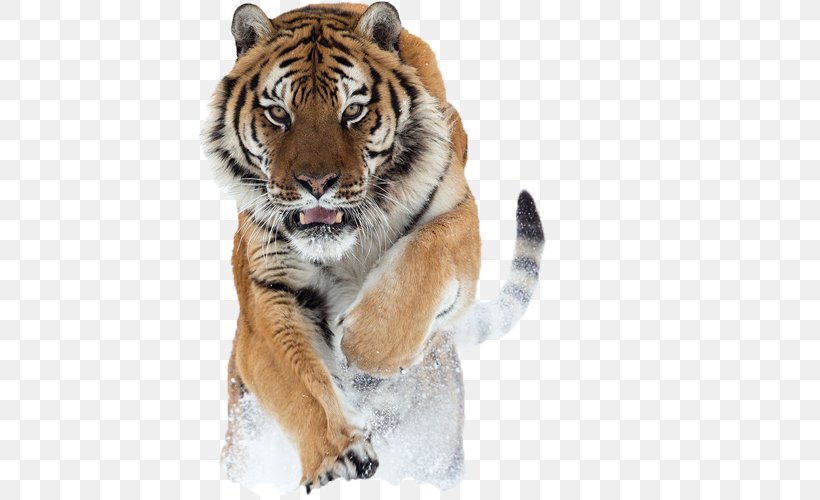 Lion Siberian Tiger Quotation Big Cat, PNG, 500x500px, Lion, Animal, Artistic Inspiration, Big Cat, Big Cats Download Free