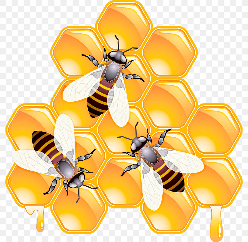 Honeybee Bee Insect Eumenidae Membrane-winged Insect, PNG, 786x800px, Honeybee, Bee, Eumenidae, Hornet, Insect Download Free