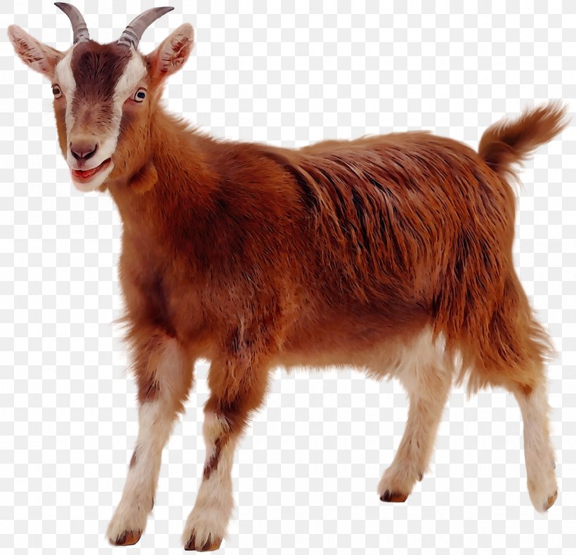 Pygmy Goat Rove Goat Toggenburg Goat Boer Goat Golden Guernsey, PNG, 2435x2347px, Pygmy Goat, Boer Goat, Bovine, Cowgoat Family, Feral Goat Download Free