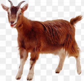 Toggenburg Goat Images, Toggenburg Goat Transparent PNG, Free download