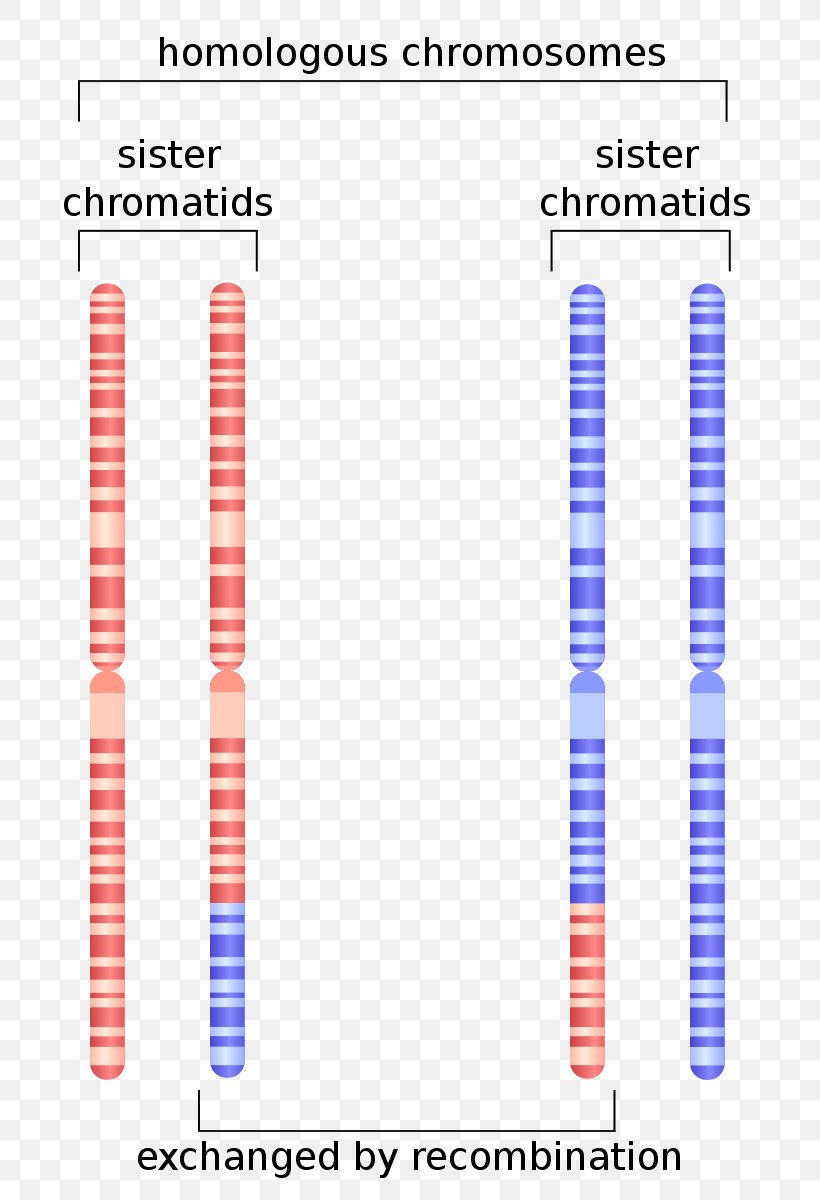 Sister Chromatids Homologous Chromosome Genetic Recombination, PNG, 800x1200px, Sister Chromatids, Anaphase, Area, Centromere, Chromatid Download Free