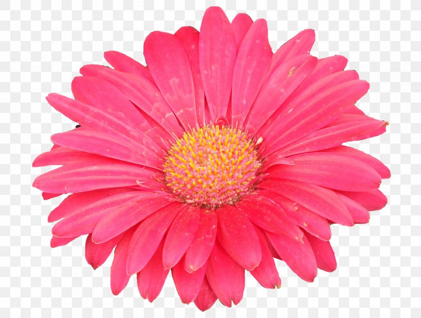 Transvaal Daisy Common Daisy Flower Plant Symbolism Stock Photography, PNG, 4016x3038px, Transvaal Daisy, Annual Plant, Aster, Chrysanths, Color Download Free